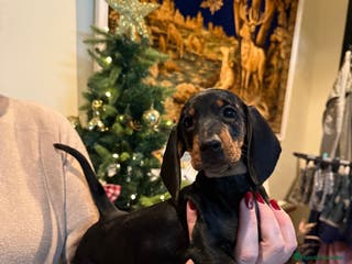 Teckel perros Cachorros teckel standard pelo corto - Anuncio 1