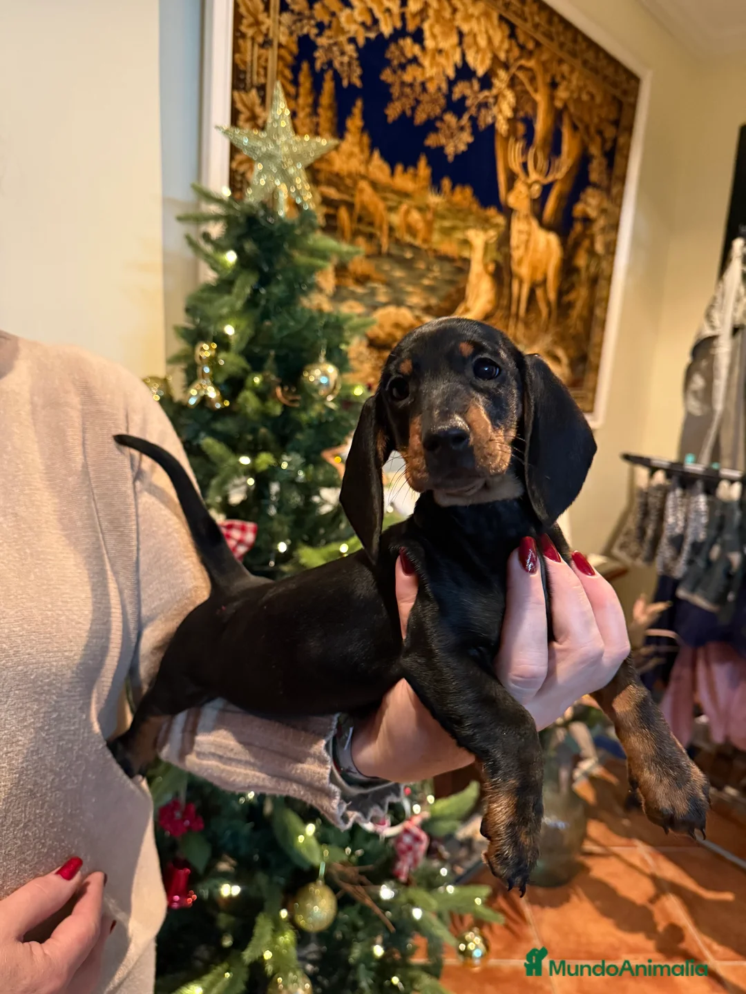 Teckel perros en venta: Cachorros teckel standard pelo corto - Anuncio 1