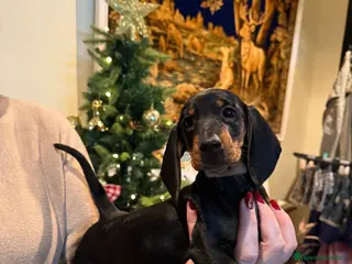 Teckel perros Cachorros teckel standard pelo corto - Anuncio 4