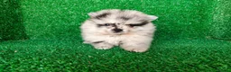 Pomerania perros en venta: pomerania - Anuncio 10
