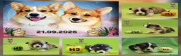 Welsh Corgi Pembroke perros en venta: Cachorros de Welsh Corgi Pembroke - Anuncio 4