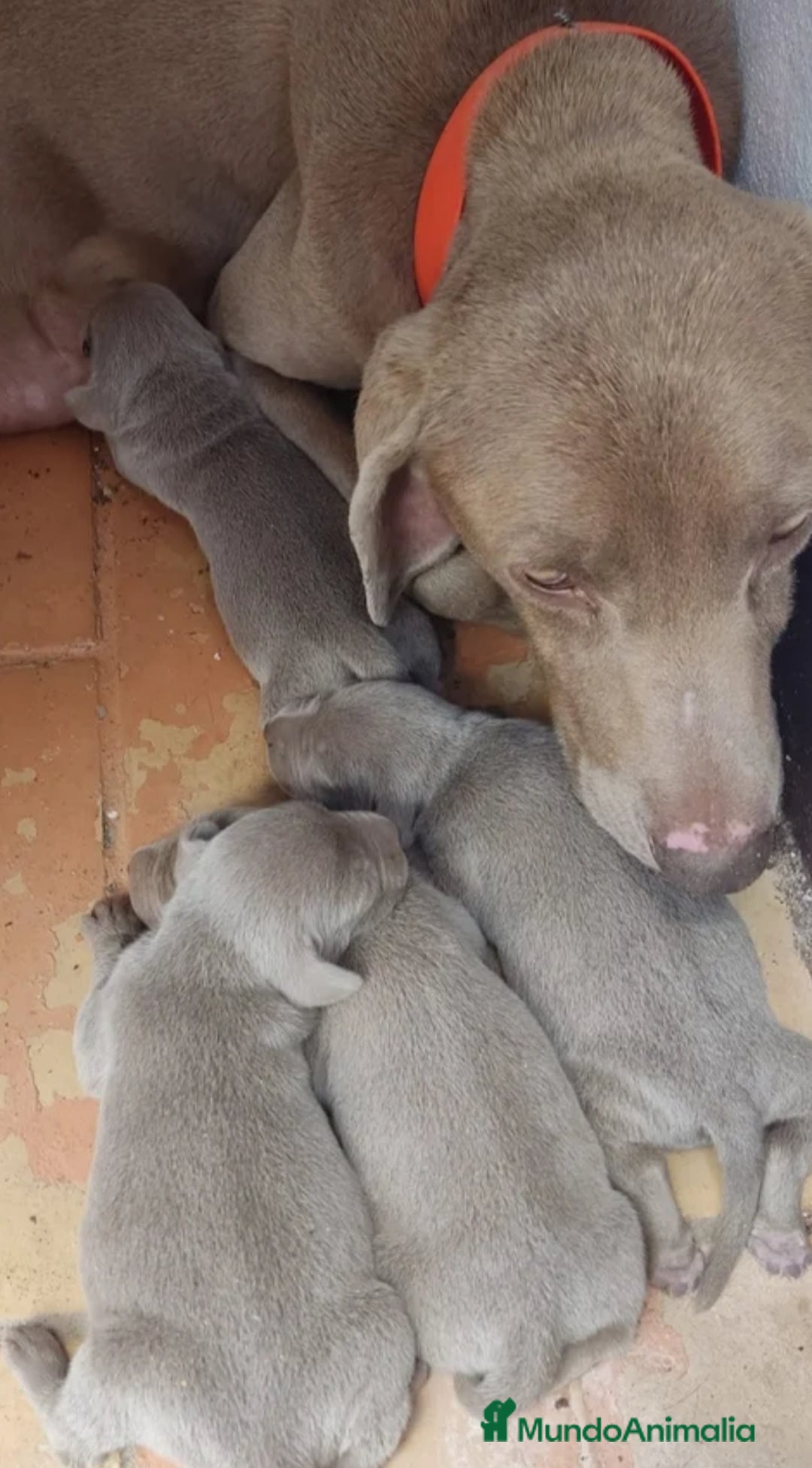 Weimaraner perros en venta: Disponible dos hembras de Braco de Weimar. - Anuncio 2