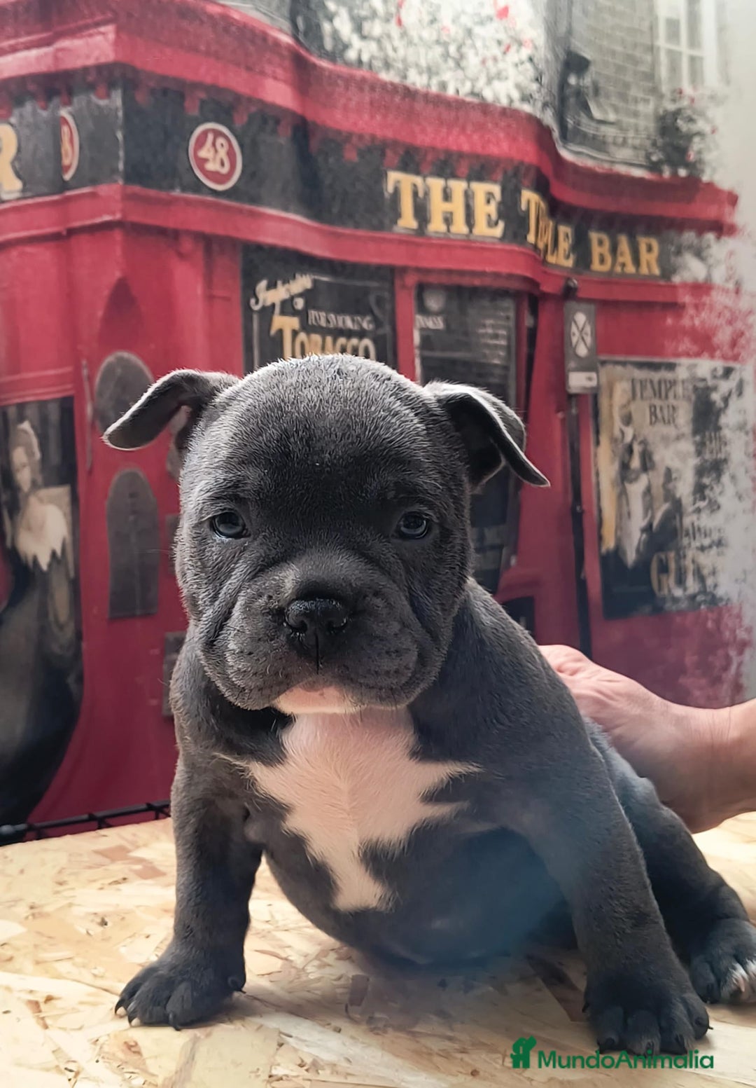 American Bully perros en venta: American bully exotic  - Anuncio 1