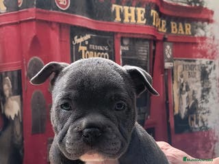 American Bully perros American bully exotic - Anuncio 7