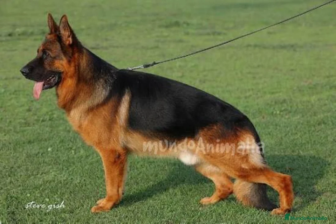 Imagen de galería {{count}}