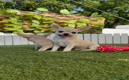 Chihuahua perros en venta: CHIHUAHUA MACHO - Imagen 5