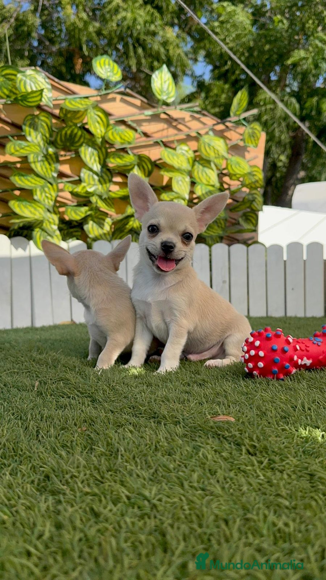 Chihuahua perros en venta: CHIHUAHUA MACHO - Imagen 5