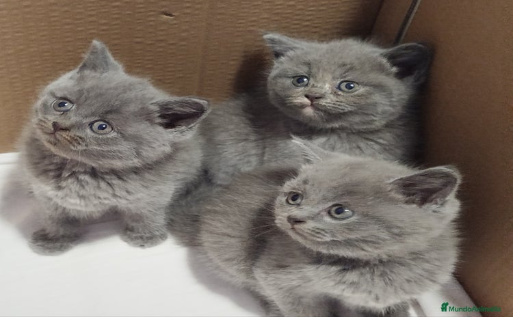Británico de Pelo Corto Azul gatos - Anuncio 1