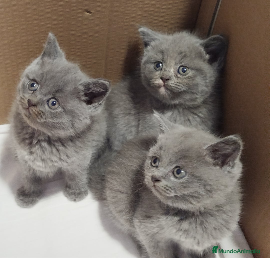 Británico de Pelo Corto Azul gatos en venta: British Shorthair  - Imagen 1