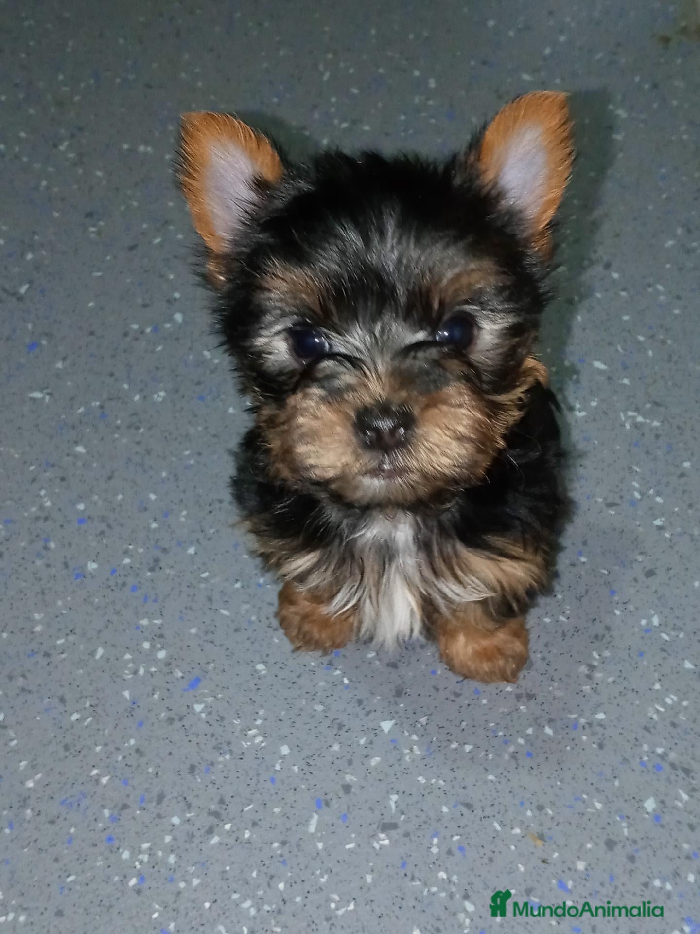 Yorkshire Terrier perros cachorro yorkshire - Anuncio 1