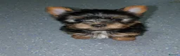 Yorkshire Terrier perros en adopcion: cachorro yorkshire - Anuncio 1