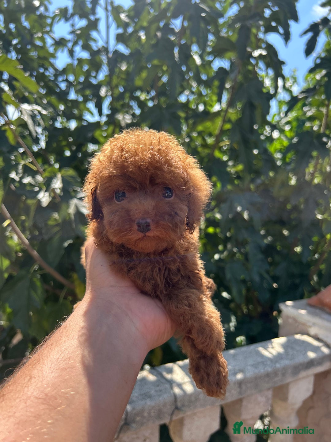 Caniche Toy perros en venta: CANICHE TOY ROJO - Imagen 3