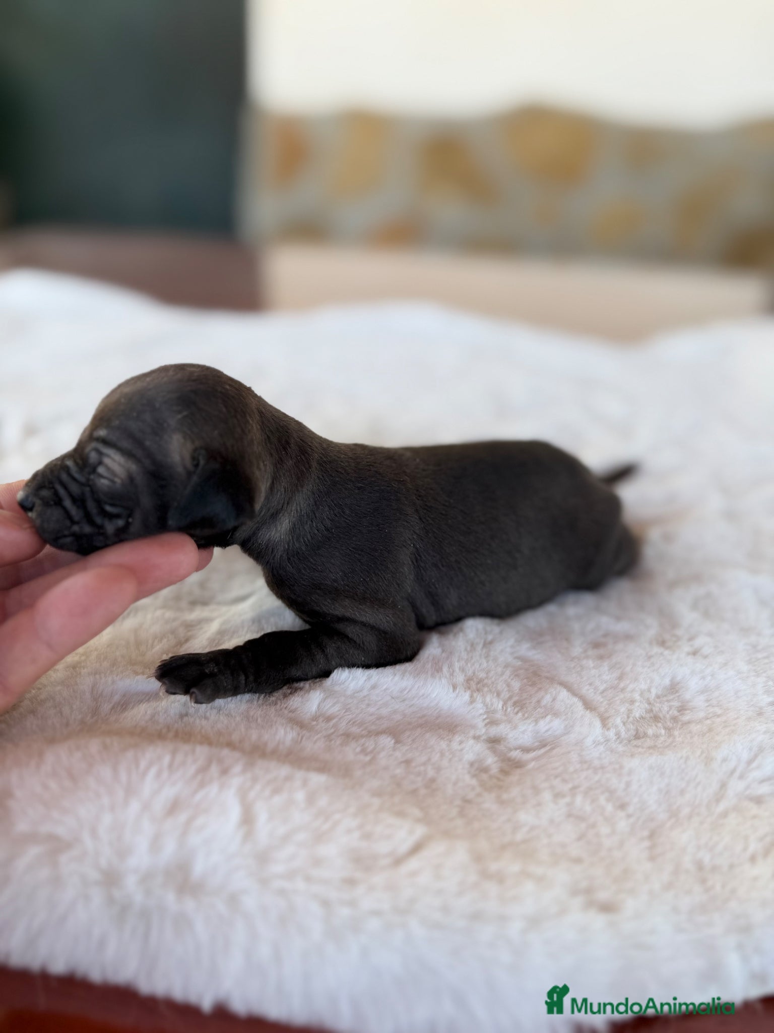 Pequeño Lebrel Italiano perros GALGOS ITALIANOS PICCOLO - Anuncio 1