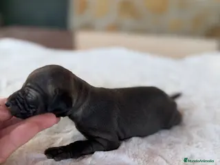 Pequeño Lebrel Italiano perros GALGOS ITALIANOS PICCOLO - Anuncio 1