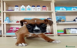 Boxer perros en venta: BOXER - Imagen 1