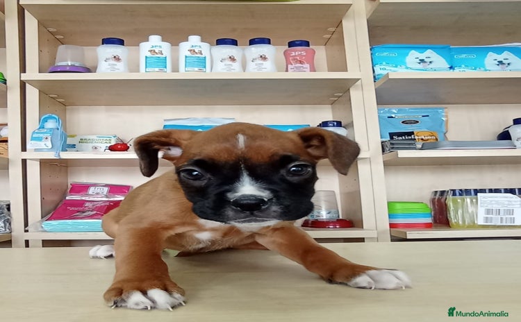 Boxer perros - Anuncio 2