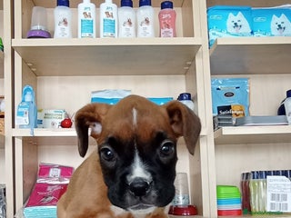 Boxer perros - Anuncio 1