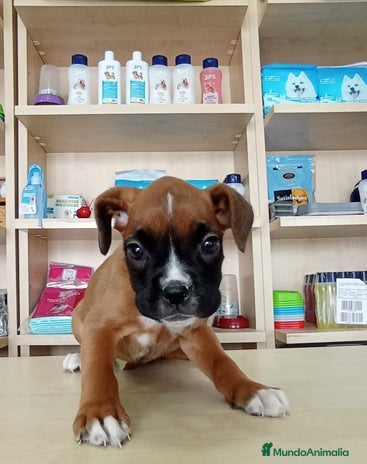 Boxer perros - Anuncio 5