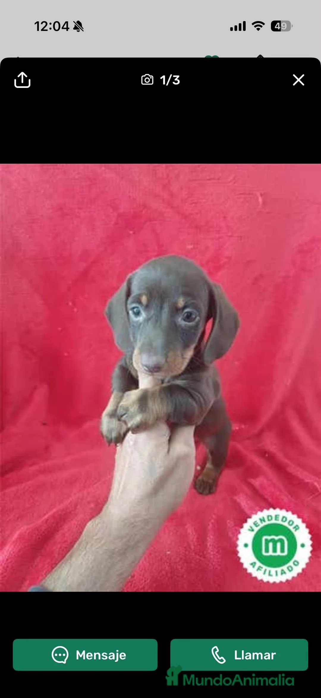 Teckel Miniatura perros en venta: Teckel Mini Chocolate  - Anuncio 2