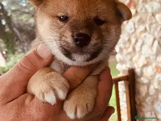 Shiba Inu perros Shiba Inu Macho 1 de Magy - AQUANATURA en Barcelona - Anuncio 15
