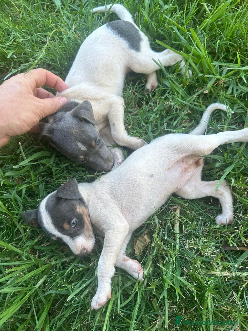 Ratonero Bodeguero Andaluz perros Bodeguero blue - Anuncio 1