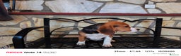 Beagle perros en venta: Cachorros de Beagle  - Anuncio 3