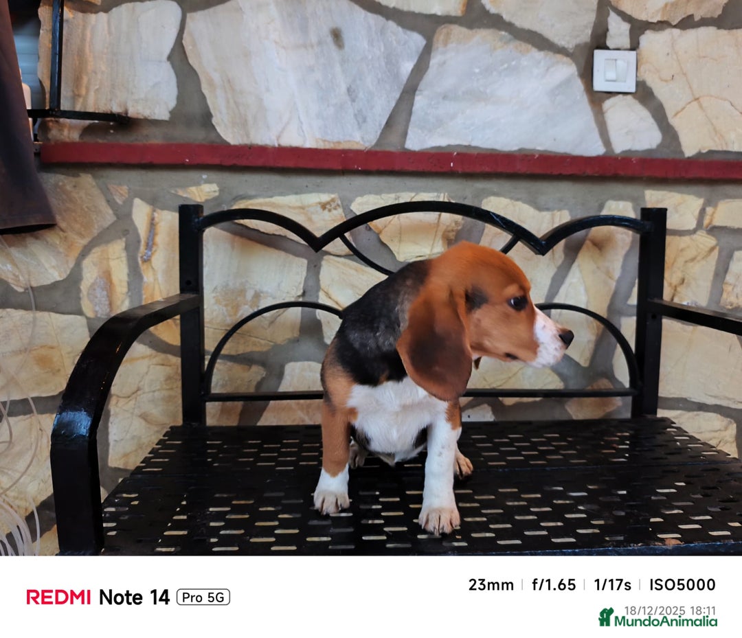 Beagle perros en venta: Cachorros de Beagle  - Anuncio 3