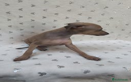 Pequeño Lebrel Italiano perros en venta: Pequeño lebrel Italiano Piccolo  - Imagen 10