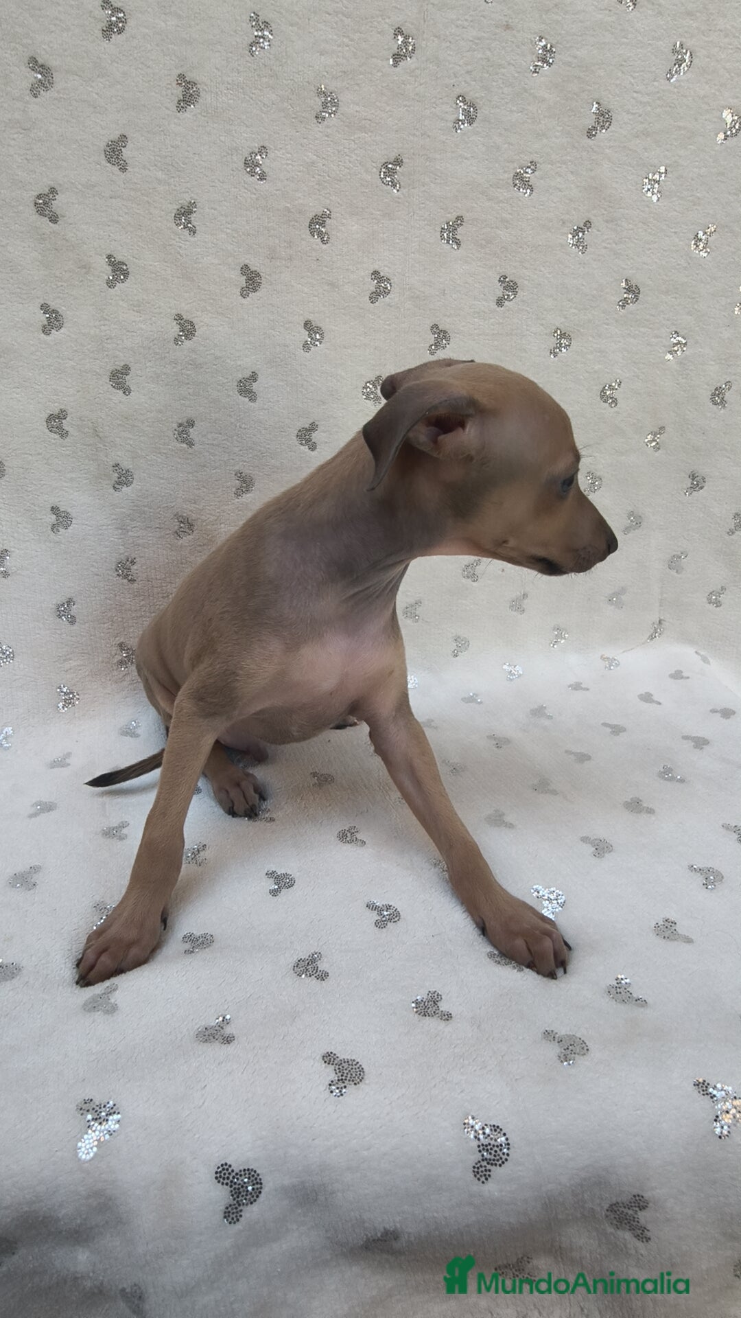 Pequeño Lebrel Italiano perros en venta: Pequeño lebrel Italiano Piccolo  - Imagen 10