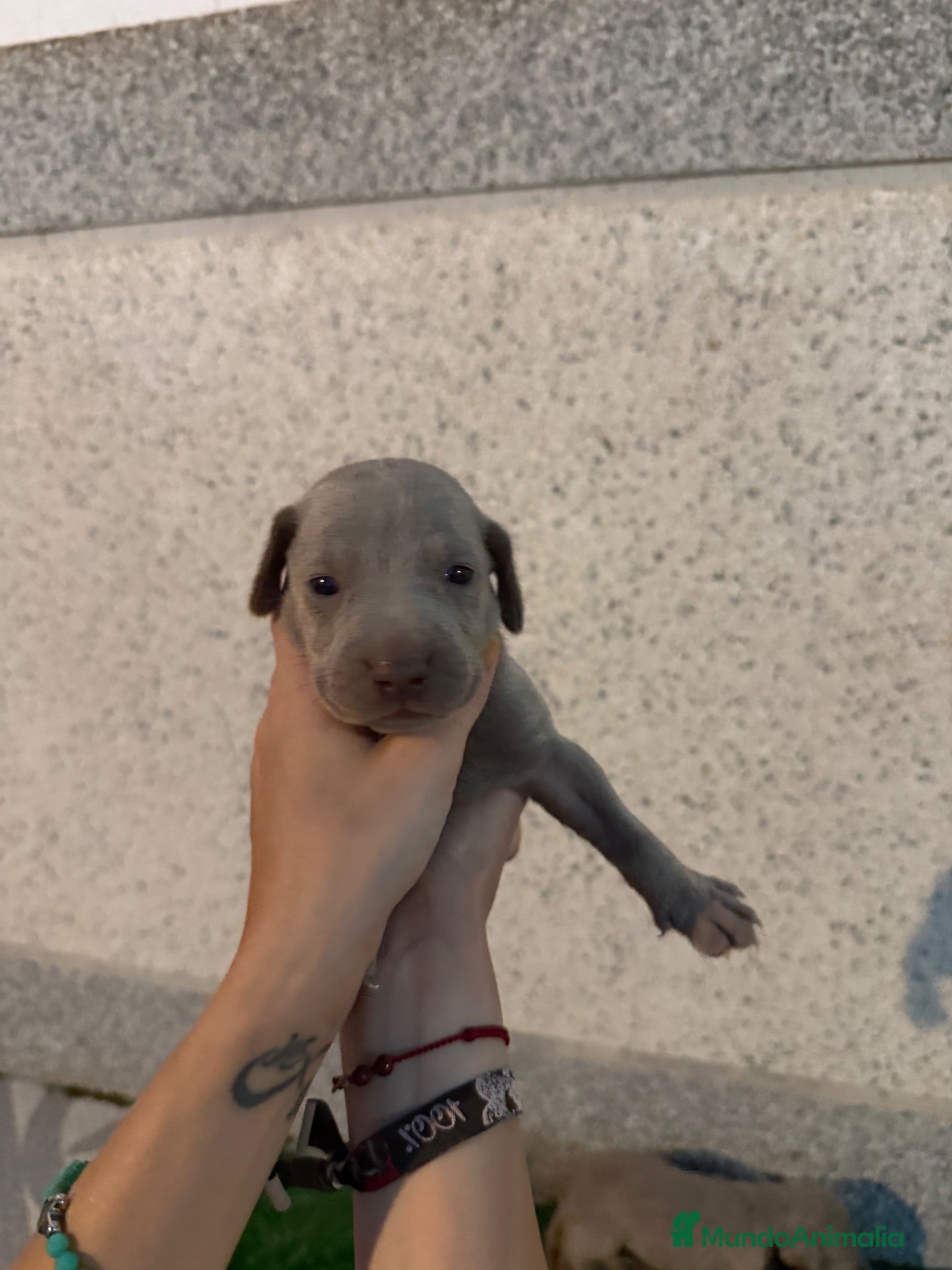 Weimaraner perros 🐾 BRACO DE WEIMAR – CAMADA EXCLUSIVA 💎 - Anuncio 1