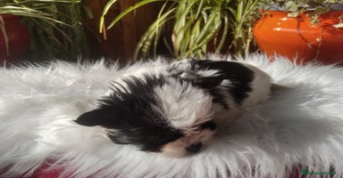 Biewer Yorkshire Terrier a la Pom Pon perros Cachorros Yorkshire y Biewer  - Anuncio 6