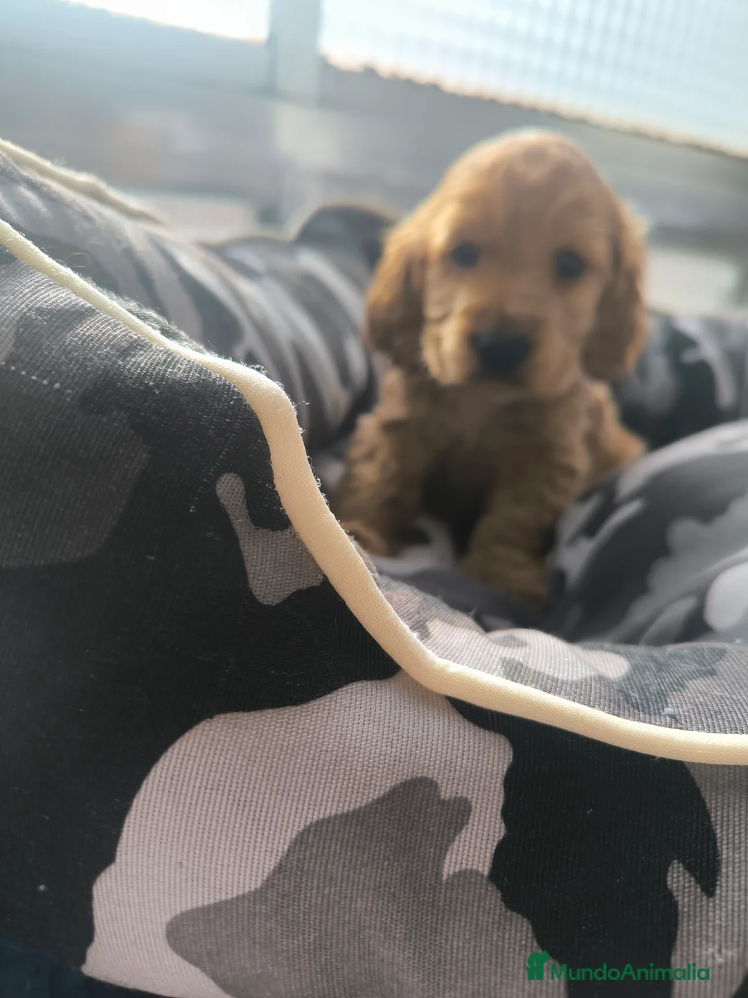Cocker Spaniel Inglés perros en venta: Último cachorro de Cocker Spaniel ingles  - Anuncio 5