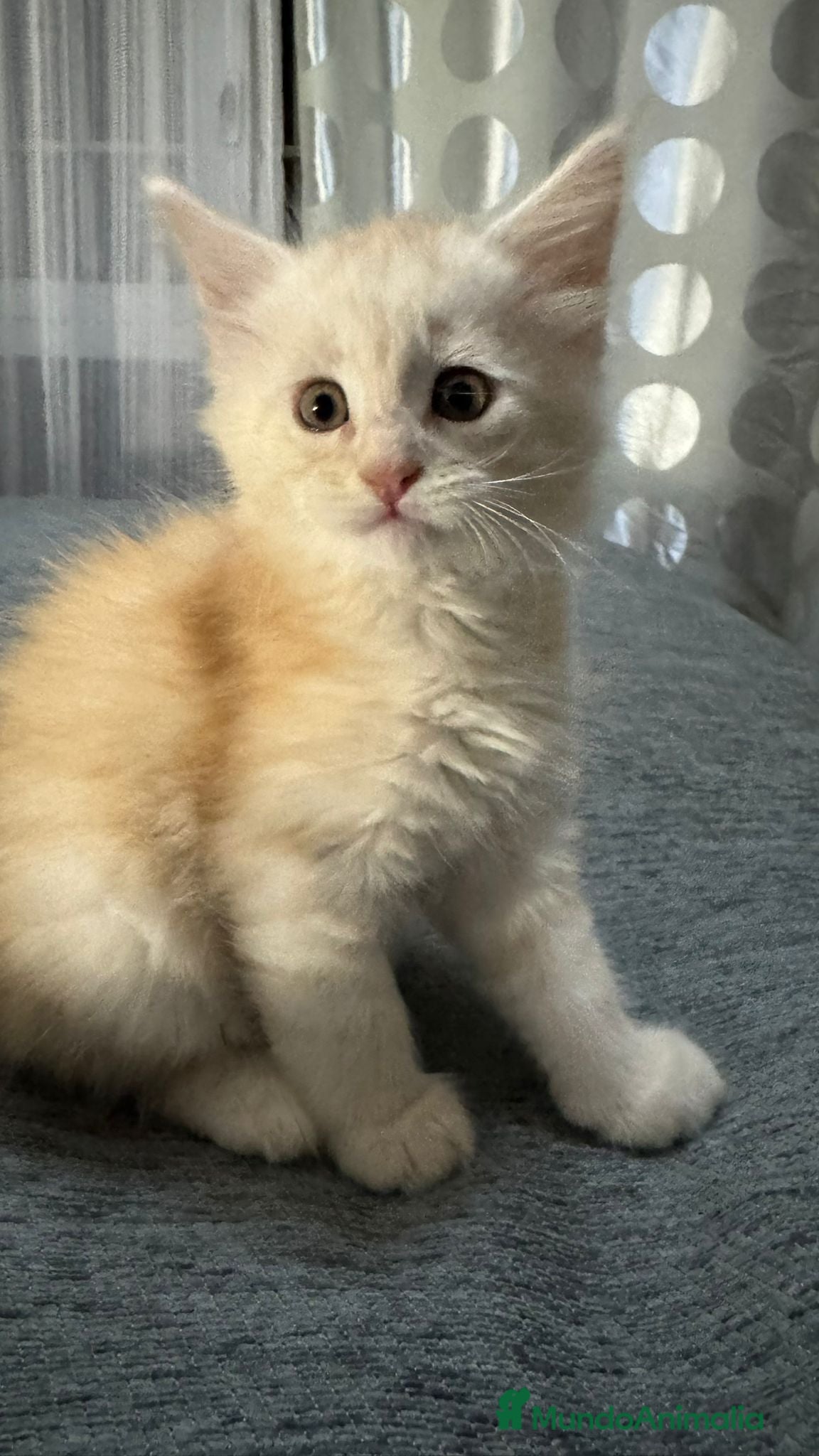 Maine Coon gatos Hembrita de Maine Coon - Anuncio 2