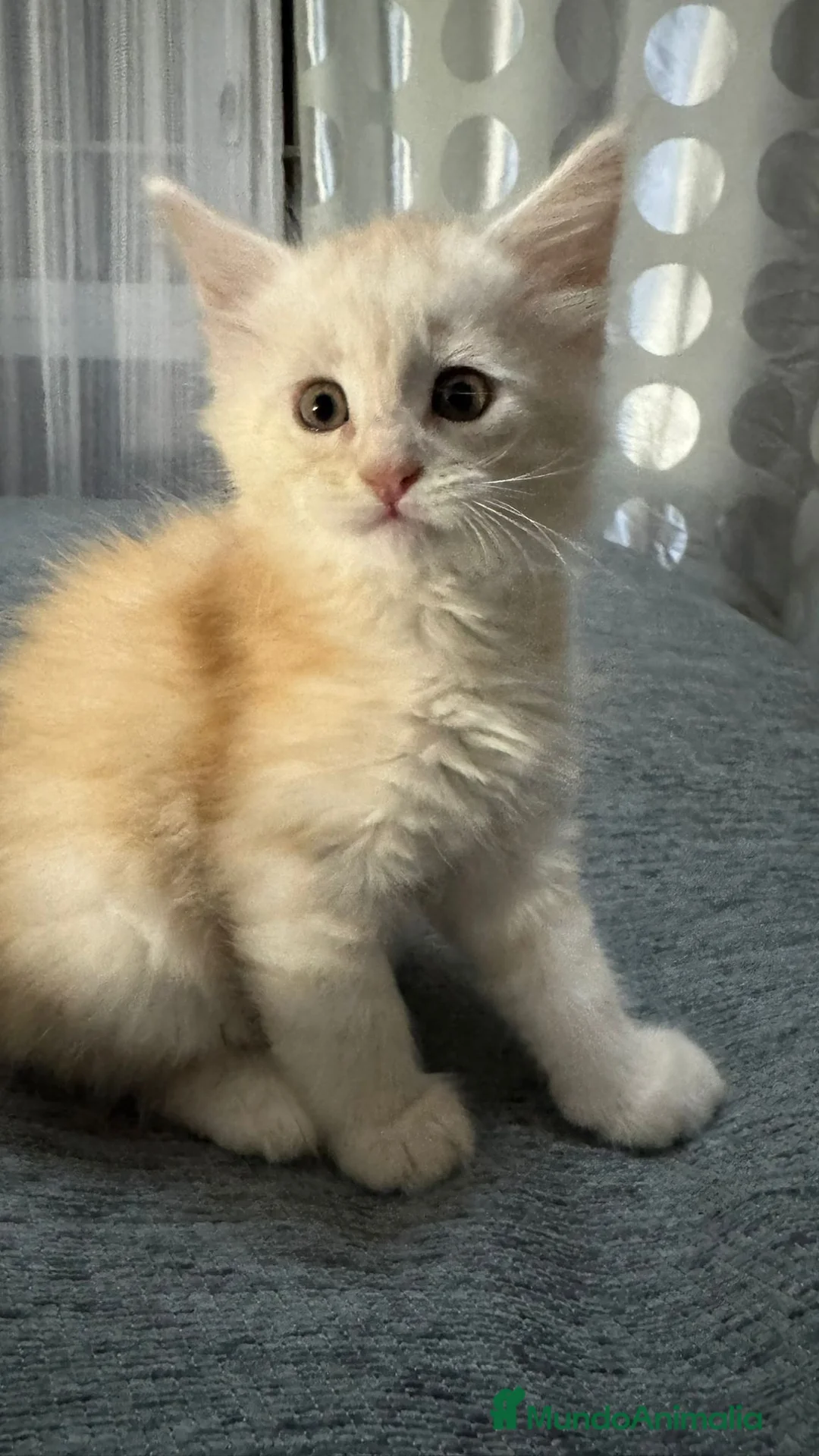 Maine Coon gatos en venta: Hembrita de Maine Coon - Anuncio 1