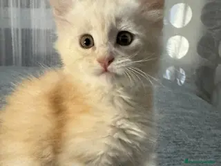 Maine Coon gatos Hembrita de Maine Coon - Anuncio 2