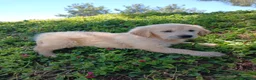 Golden Retriever perros en venta: GOLDEN RETRIEVER  - Anuncio 13