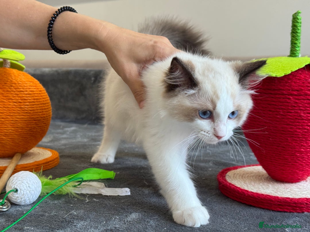 Ragdoll gatos en venta: Gatito Ragdoll - Imagen 3