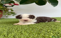 Perro de Agua Español perros en venta: PERRO DE AGUA ESPAÑOL MACHO - Imagen 11