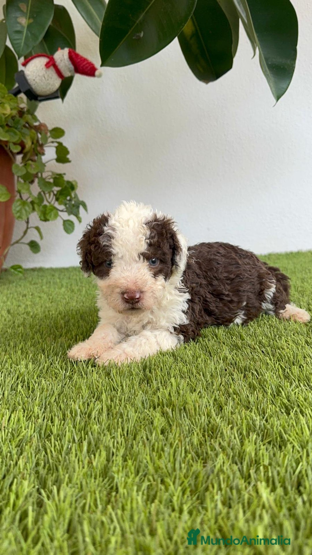 Perro de Agua Español perros en venta: PERRO DE AGUA ESPAÑOL MACHO - Imagen 11