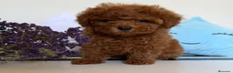 Caniche Toy perros en venta: Caniche toy hembra disponible tacita de té! - Anuncio 2