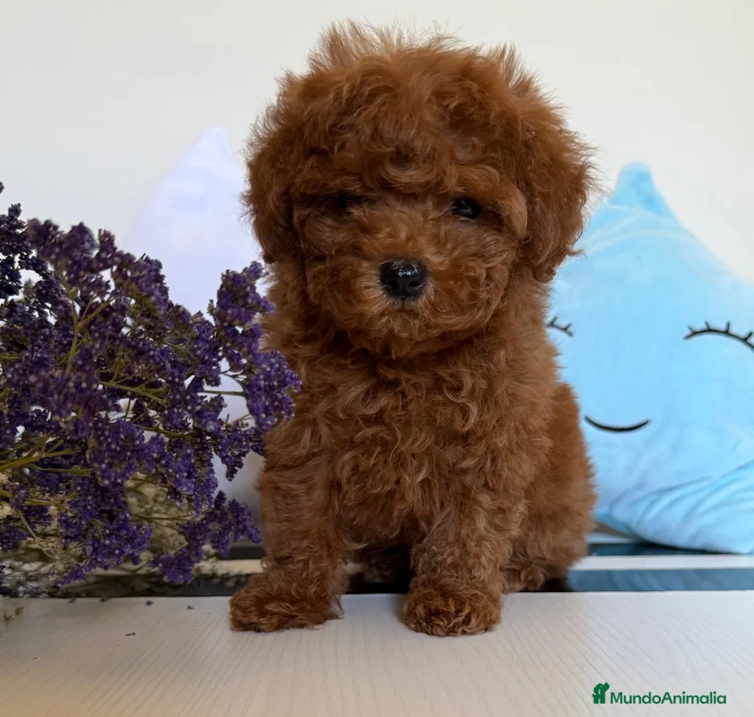 Caniche Toy perros en venta: Caniche toy hembra disponible tacita de té! - Anuncio 2
