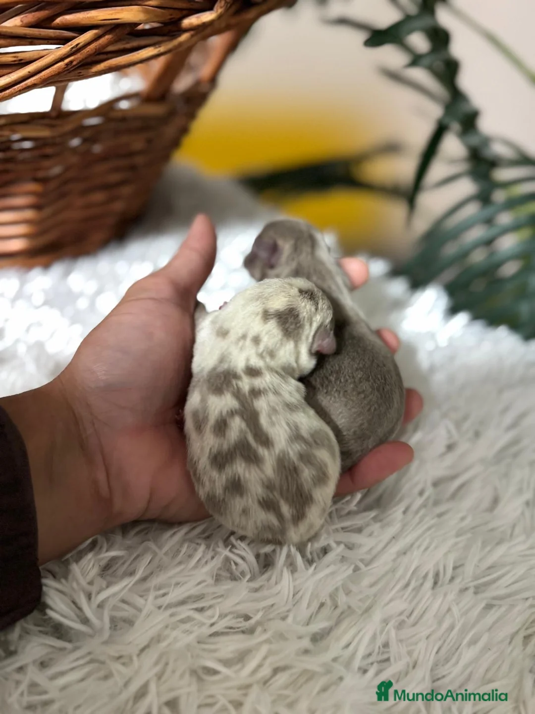 Chihuahua perros en venta: CHIHAUHUA MACHO- COLORES EXOTICOS - Anuncio 6