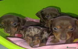 Teckel Miniatura perros en venta: Teckel kaninchen  - Anuncio 2