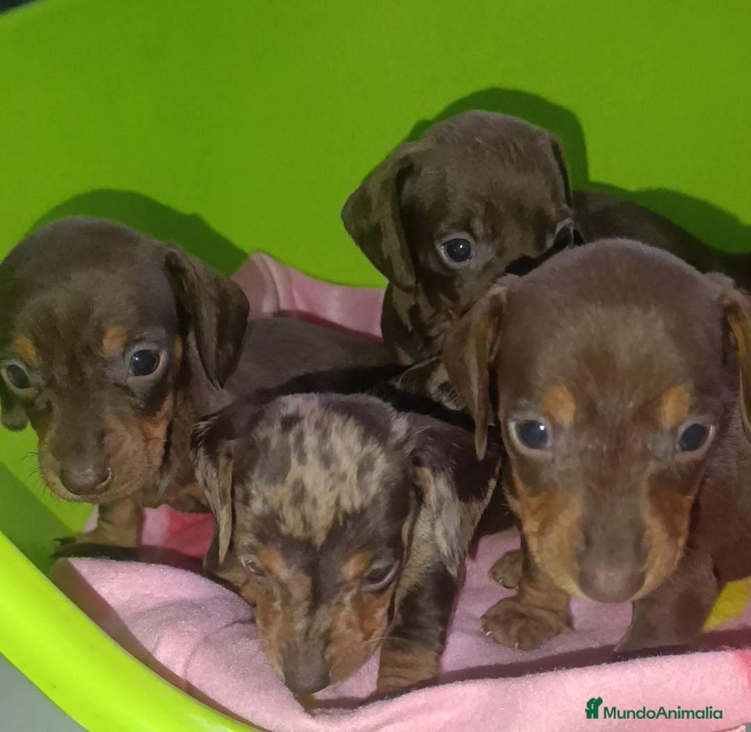 Teckel Miniatura perros en venta: Teckel kaninchen  - Anuncio 2