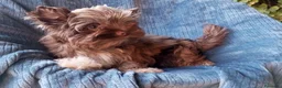 Biewer Yorkshire Terrier a la Pom Pon perros en venta: Cachorros Yorkshire chocolate - Anuncio 4