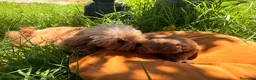 Caniche Toy perros en venta: Caniche toy - Anuncio 5