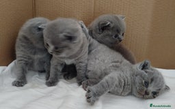 Británico de Pelo Corto Azul gatos en venta: British Shorthair super bonitos - Imagen 2