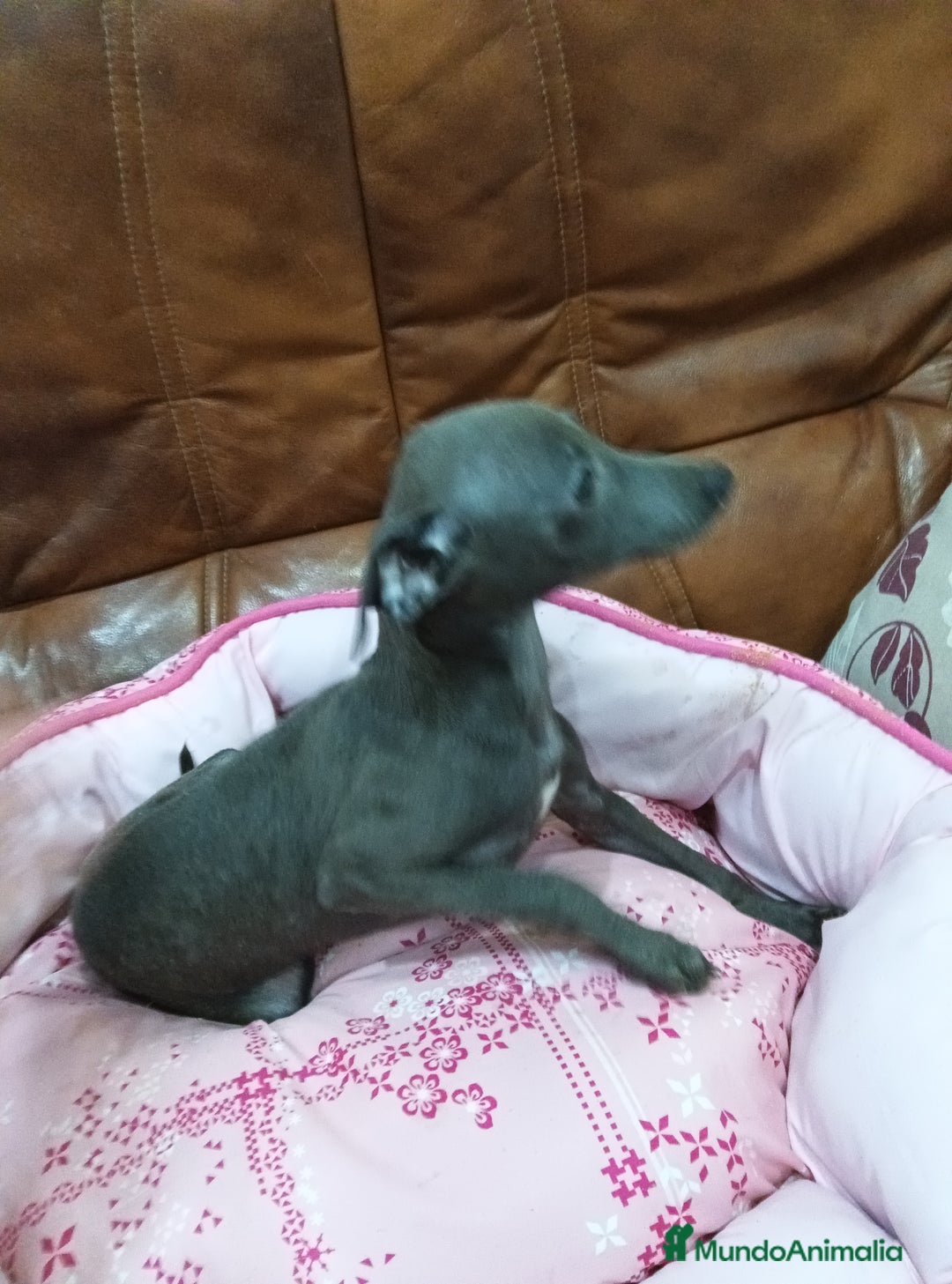 Pequeño Lebrel Italiano perros en venta: Piccolo lebrel blue - Anuncio 8