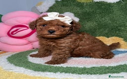 Caniche Toy perros en venta: Caniche Toy Rojo - Imagen 2