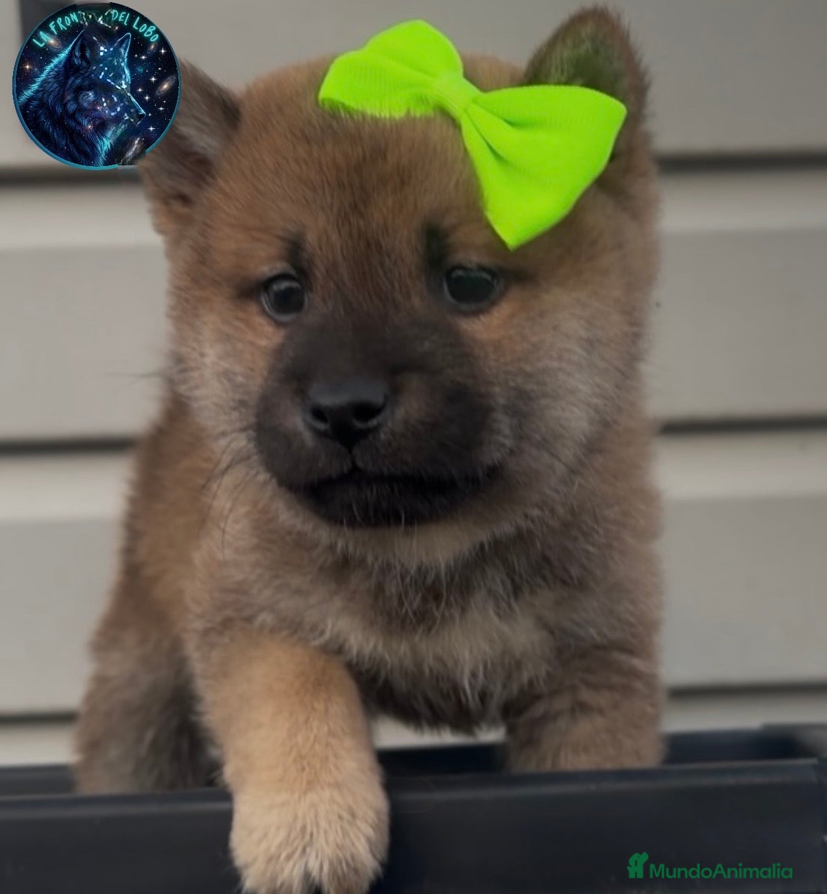 Shiba Inu perros Shiba inu  - Anuncio 1